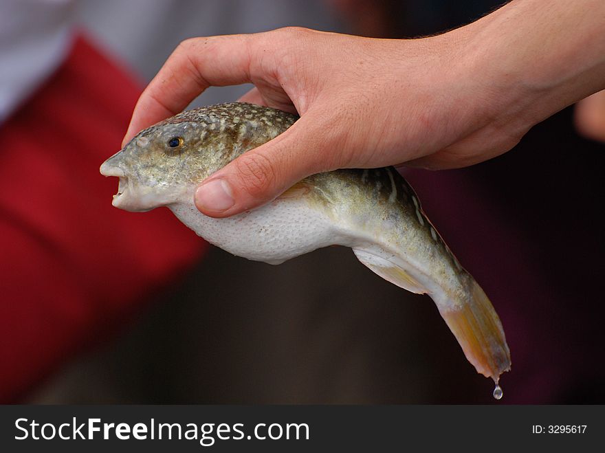 Fish In The Fishing Farm