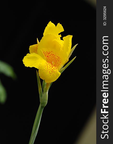 Beautiful yellow flower in the gardens