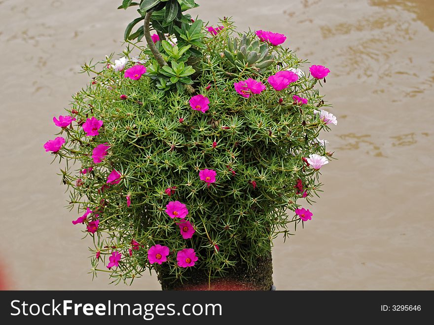 Purple Flowers At The Seaside