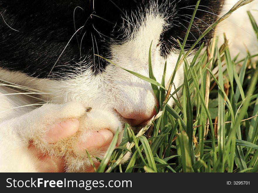 Cat sleeping in the green grass. Cat sleeping in the green grass