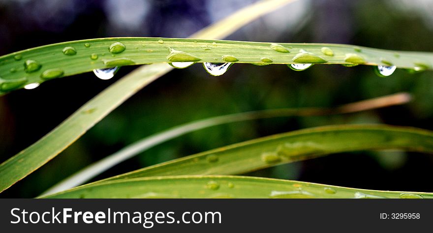 Raindrops rolling on the graminera leaves wainting their turn to fall. Raindrops rolling on the graminera leaves wainting their turn to fall
