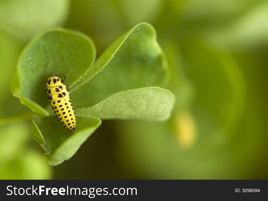 The larva of a ladybug beetle. The larva of a ladybug beetle
