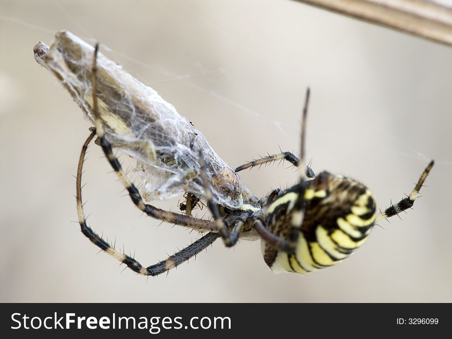 A prey captured by spider