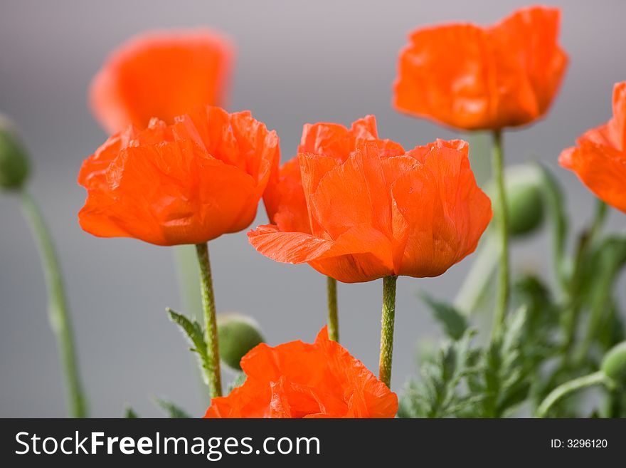 Some common poppies. Background blurred. Variation.