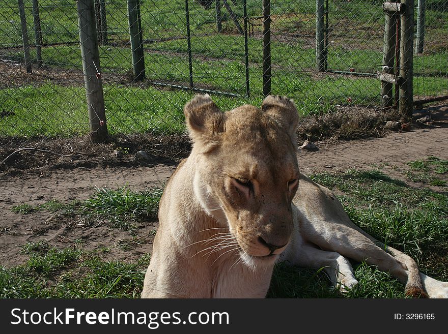 Lioness being held captive in a game park...awaiting her release back into the wild. Lioness being held captive in a game park...awaiting her release back into the wild