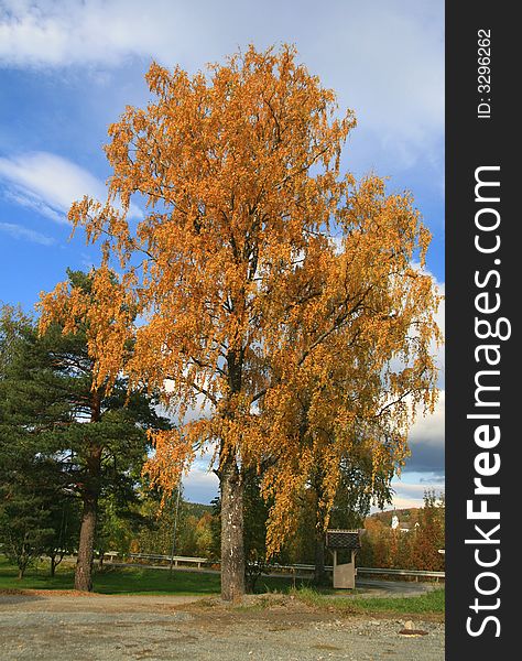 Tall birch in the autumn. Tall birch in the autumn