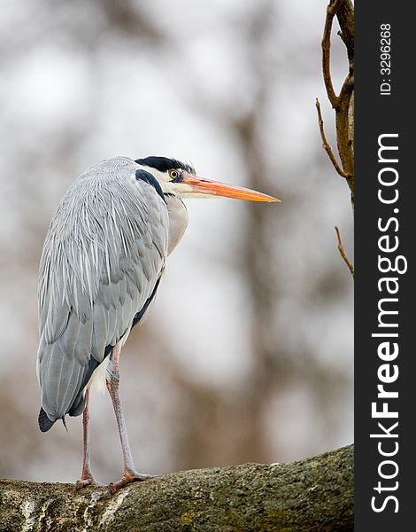 Just a grey heron, sitting on a tree.