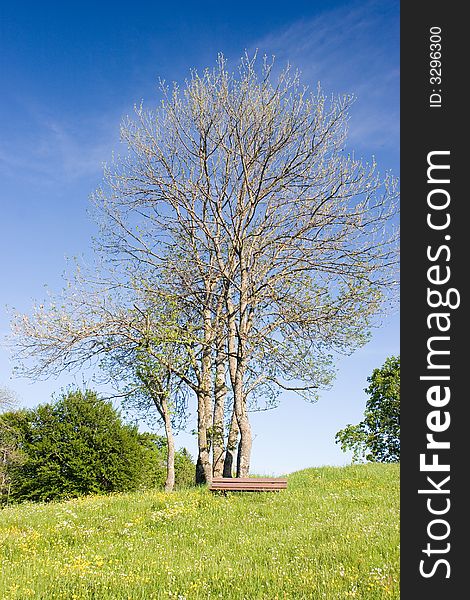 A tree in spring. Great blue sky and nice grass. Nature. A tree in spring. Great blue sky and nice grass. Nature.