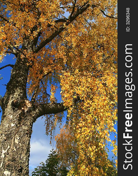 Detail of weeping birch at fall