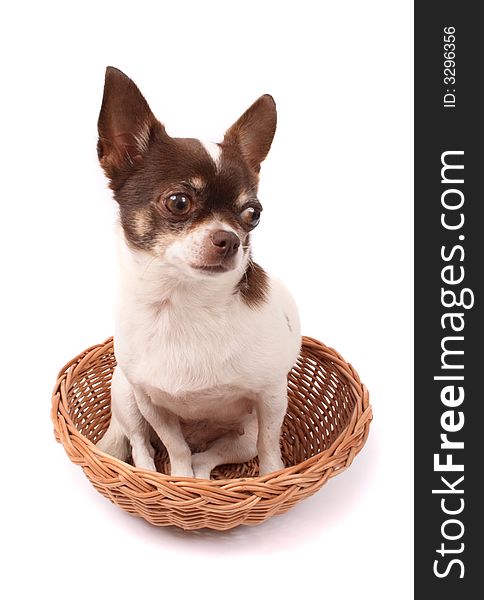 White and brown chihuahua on the white background