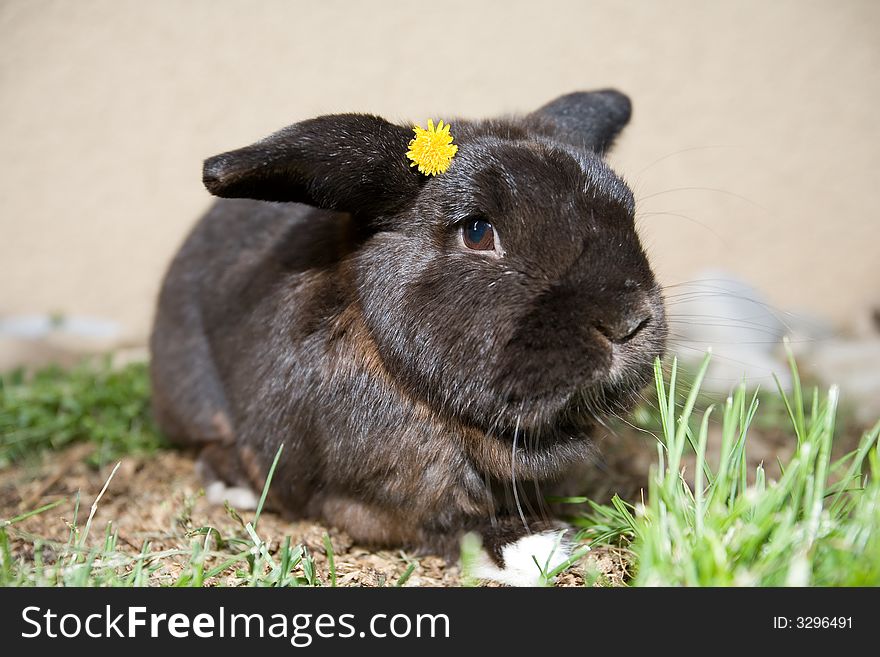 Cute Bunny With Flower