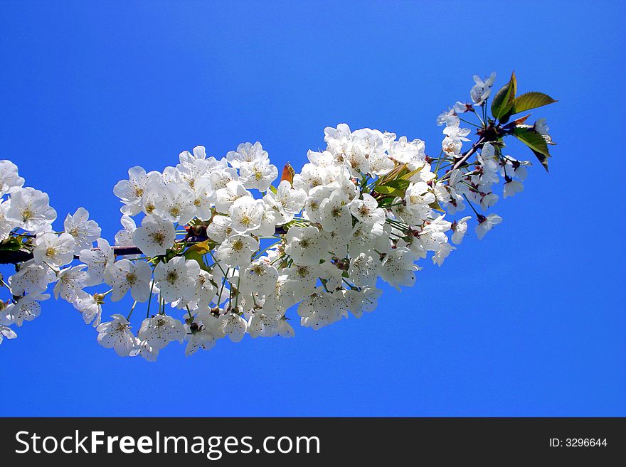 Delicate white cherry blossom pictured against clear blue sky. Delicate white cherry blossom pictured against clear blue sky