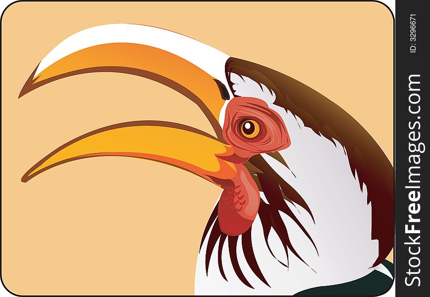 Close up of a Beautiful hornbill’s head