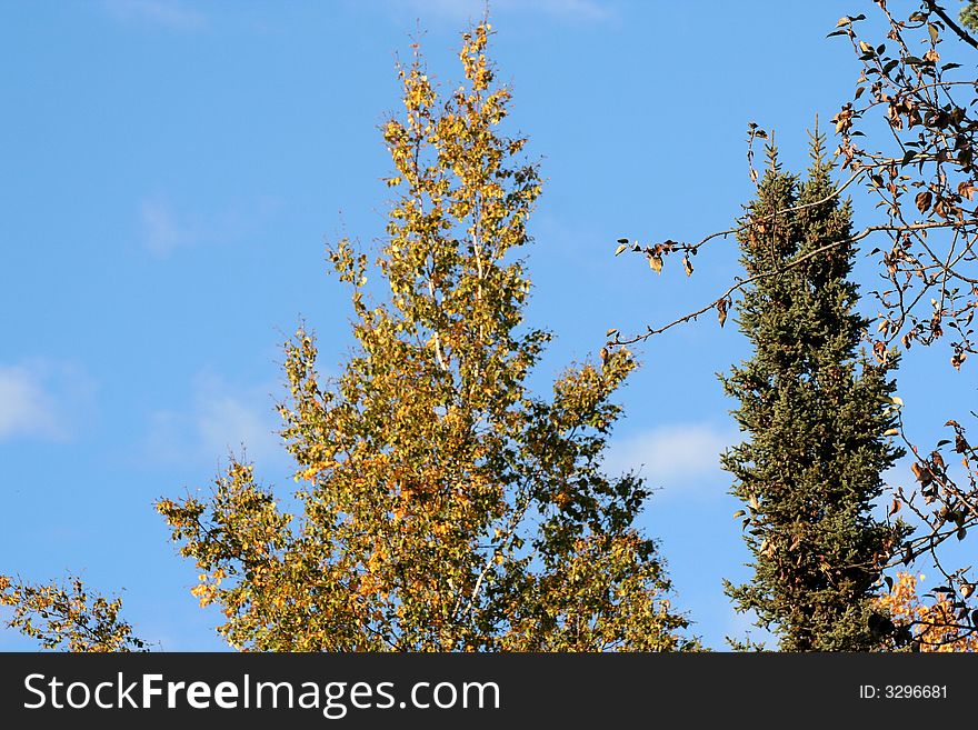 Fall in Alska with colorful trees. Fall in Alska with colorful trees.