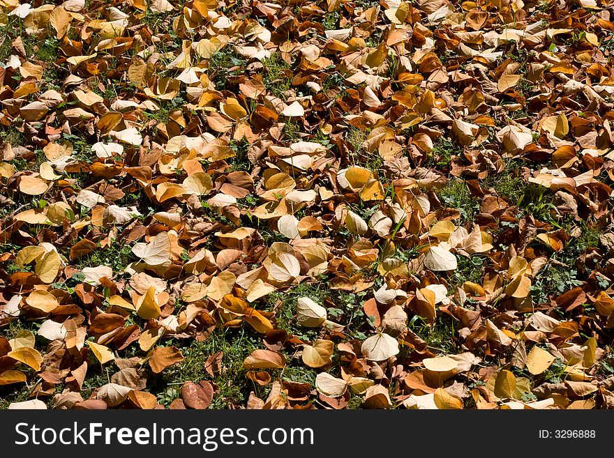 Carpet of Autumn leaves on ground. Carpet of Autumn leaves on ground