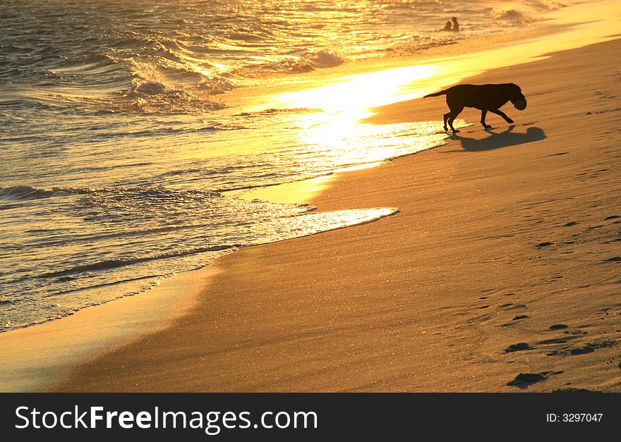 Dog In The Beach