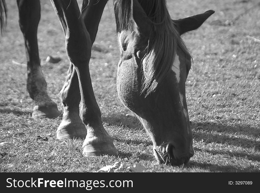 Horse Grazing Peacefully BW