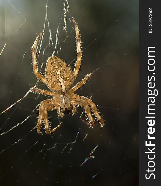 Big spider sitting in its web waiting for prey. Big spider sitting in its web waiting for prey