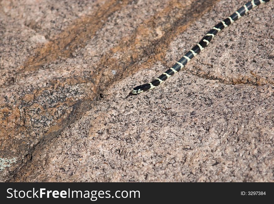 A common King Snake moving along Granite in Prescott, AZ. A common King Snake moving along Granite in Prescott, AZ.