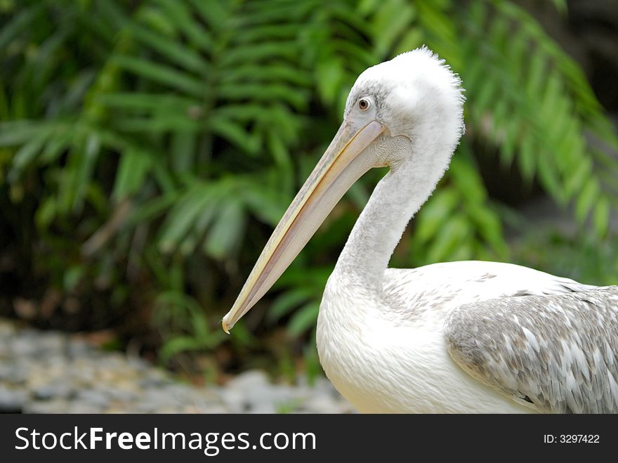 White feathered Pelican bird resting