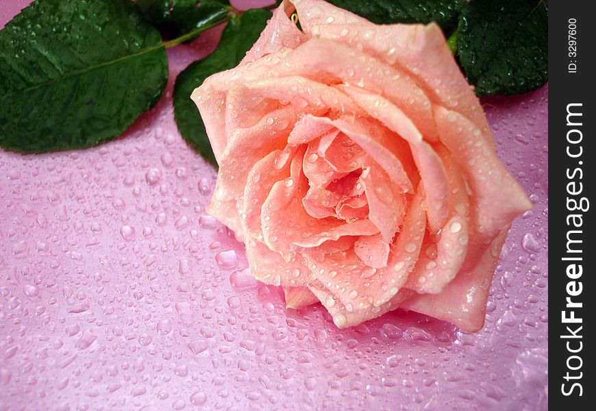 Pink rose on background with drops of water