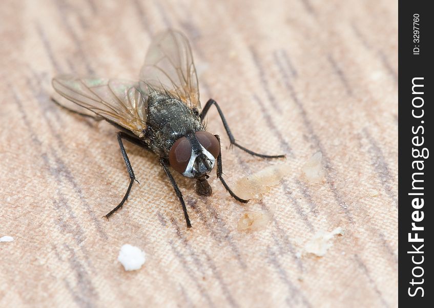 Fly on a dirty table sweeping. Fly on a dirty table sweeping