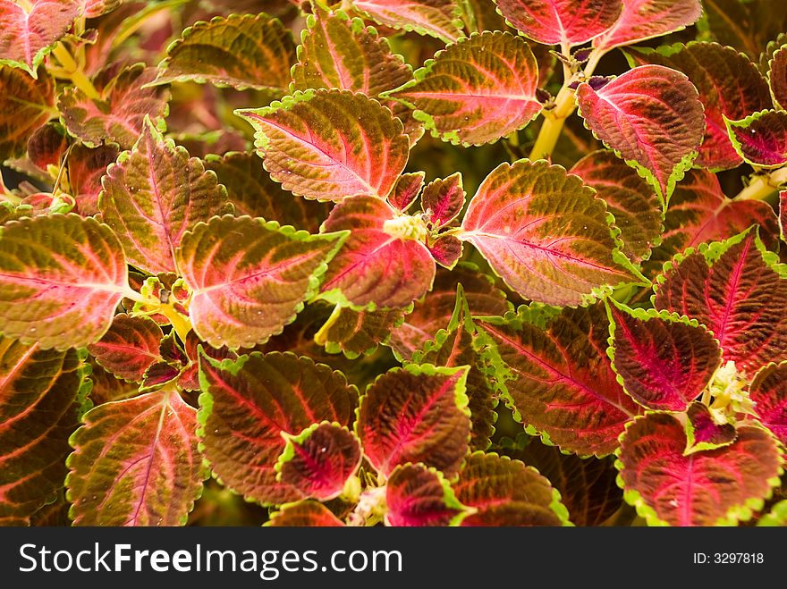 A red - stinging-  nettle - background.