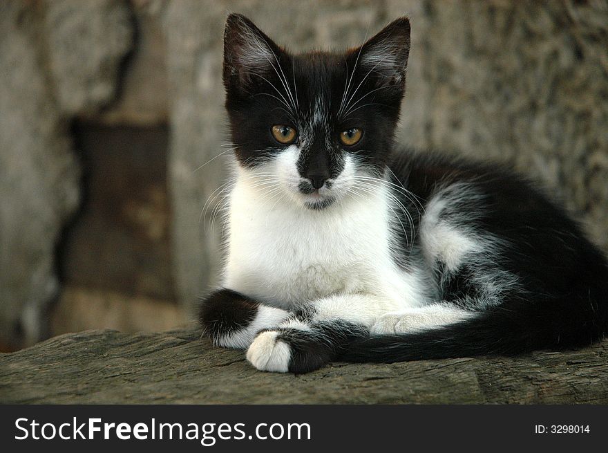 A black and white kitten resting on a stone