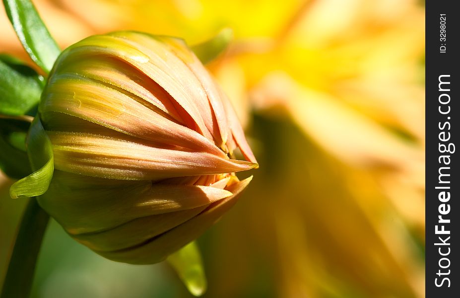 Yellow Pink Dahlia bub close-up as background from blur to sharp