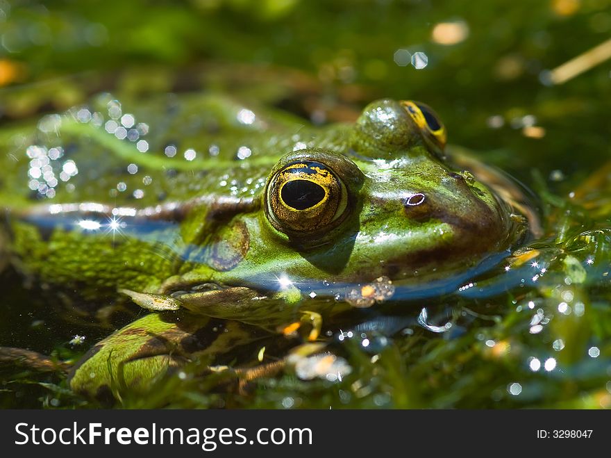 Common water frog or green frog in pond close-up