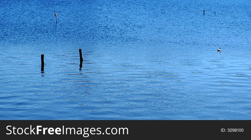 Seagull On Water