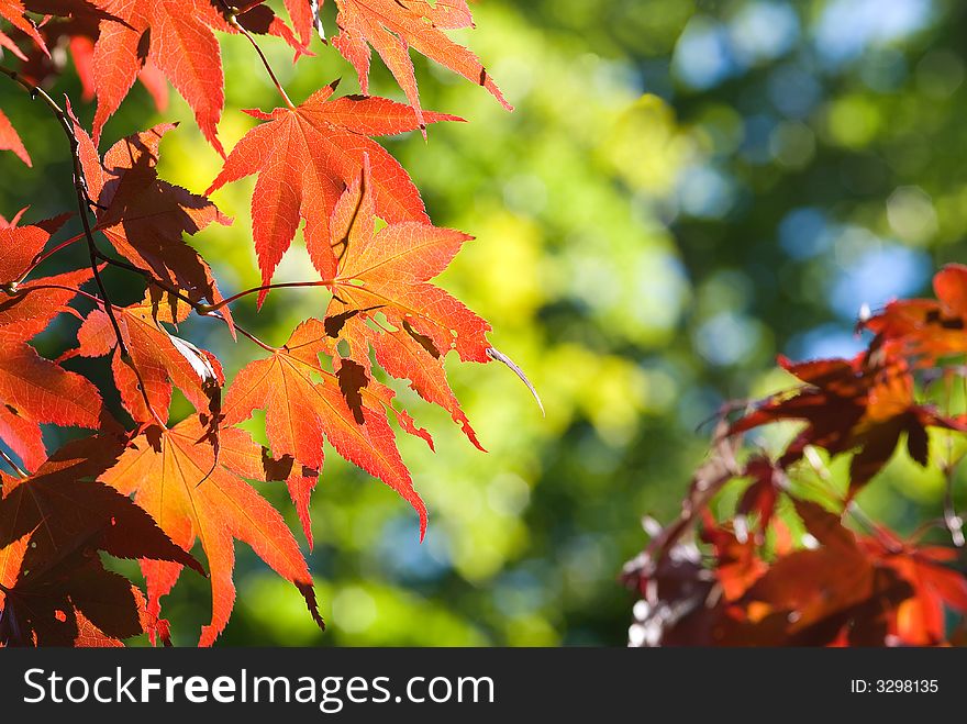 Red maple leaves against deep blue sky