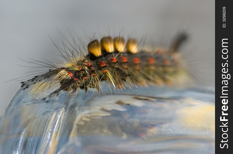 Colorful caterpillar of the rusty tussock moth on a glass bowl - blur background