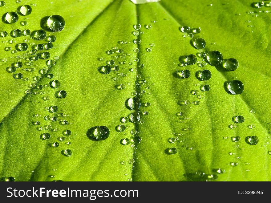 Water drops on the leafs of a Lady's mantle (Alchemilla)