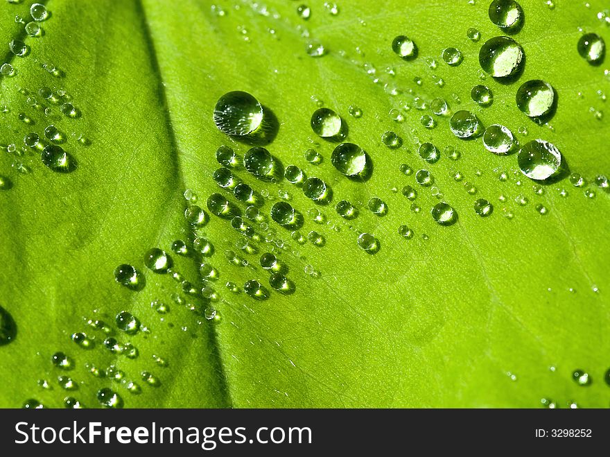 Water drops on the leafs of a Lady's mantle (Alchemilla)