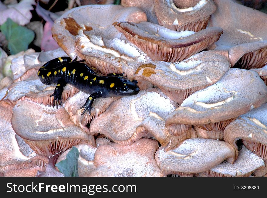 Spotted Salamander sitting on mushrooms