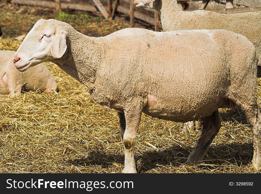 Flock of sheep on a farm