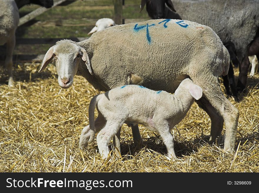 Lamb with mother sheep on a farm