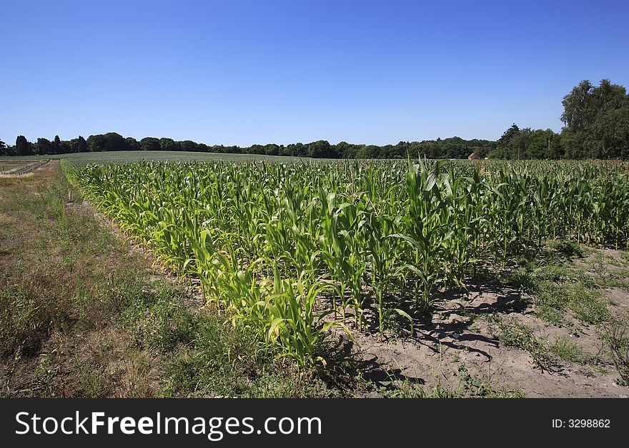 Maize corn field in the summer sun