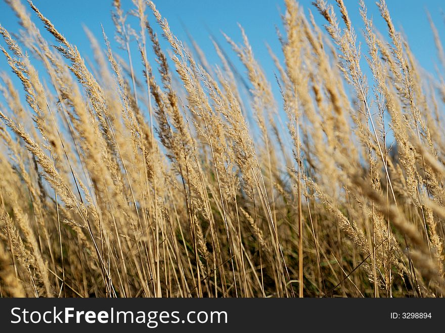 The yellow grass on field on background of blue sky. The yellow grass on field on background of blue sky