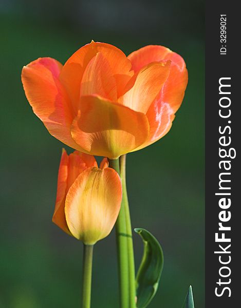 Closeup of a blossom of tulip