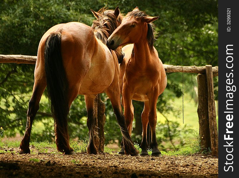 Two horses in a friendly pose. Two horses in a friendly pose