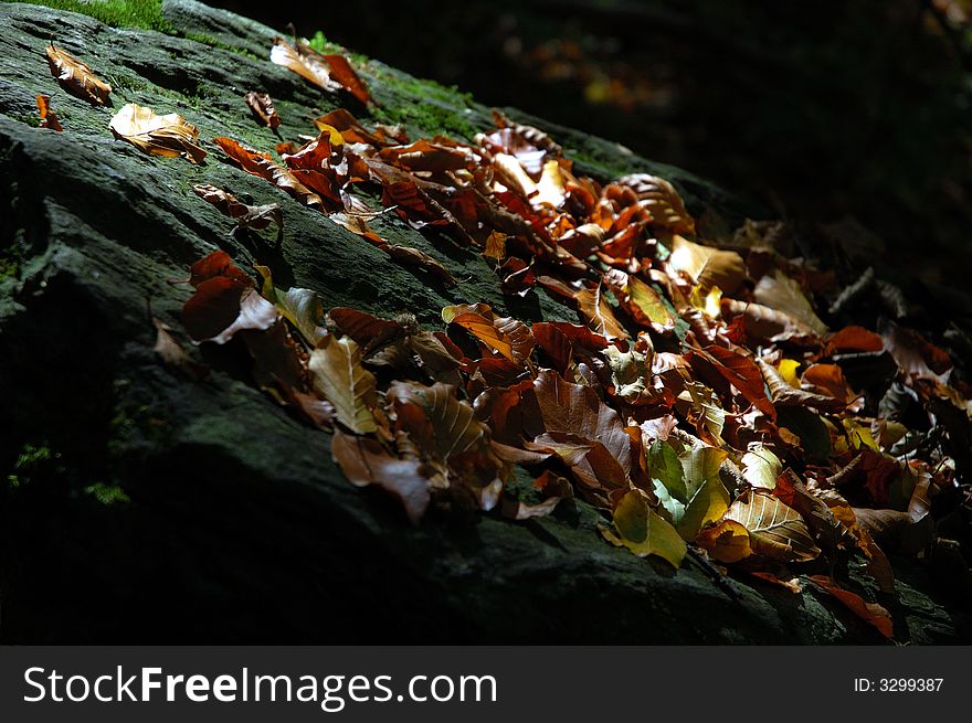 The autumn leaves and moss on a stone in forest in Jeseniky mountains on Moravia in Czech Republic.