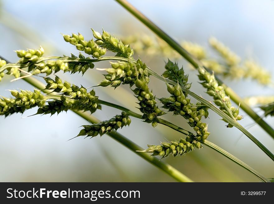 Extreme close up shot of grains with sky background. Extreme close up shot of grains with sky background