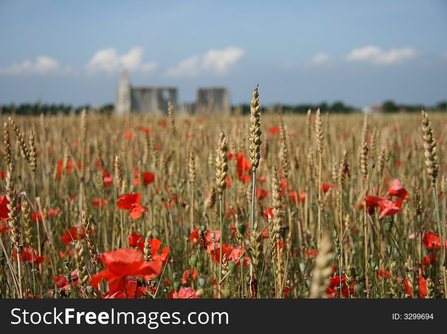 Poppies, Wheat And A Ruin