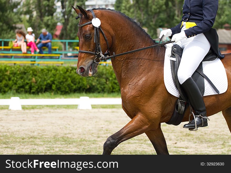 Dressage Horse