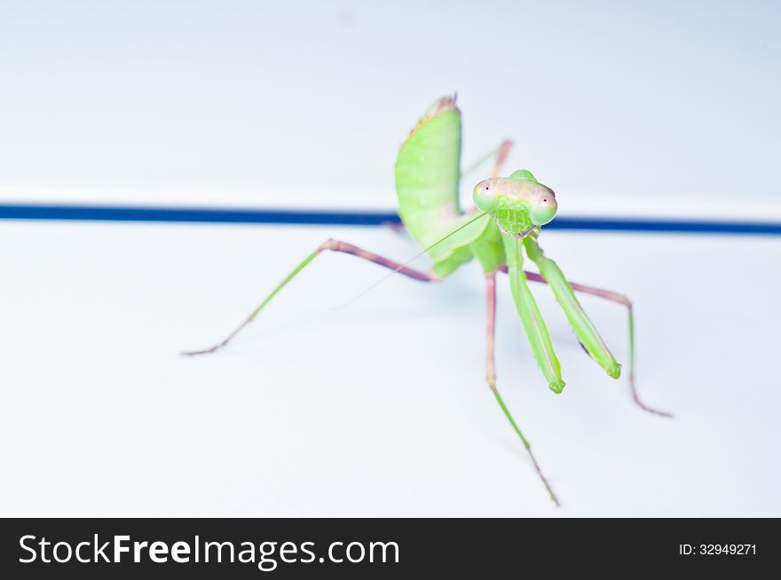 Green mantis was shot on white metallic background. Green mantis was shot on white metallic background