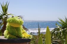 The Frog And The Sea Royalty Free Stock Photo The Frog And The Sea Royalty Free Stock Photo
