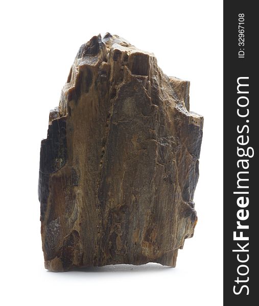Piece of fossilized wood isolated on white background