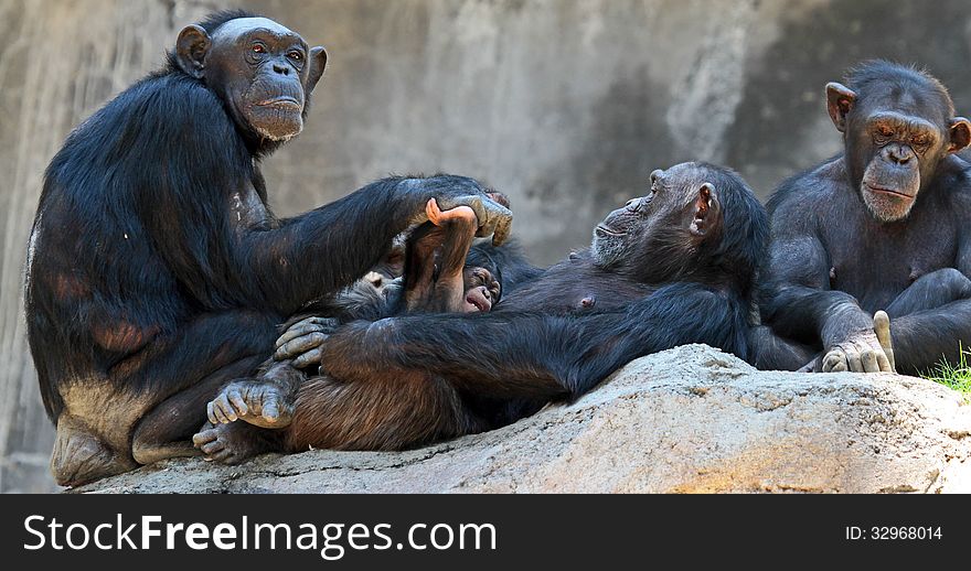 Female Chimp Team Sitting On Rocks attending to New Baby. Female Chimp Team Sitting On Rocks attending to New Baby
